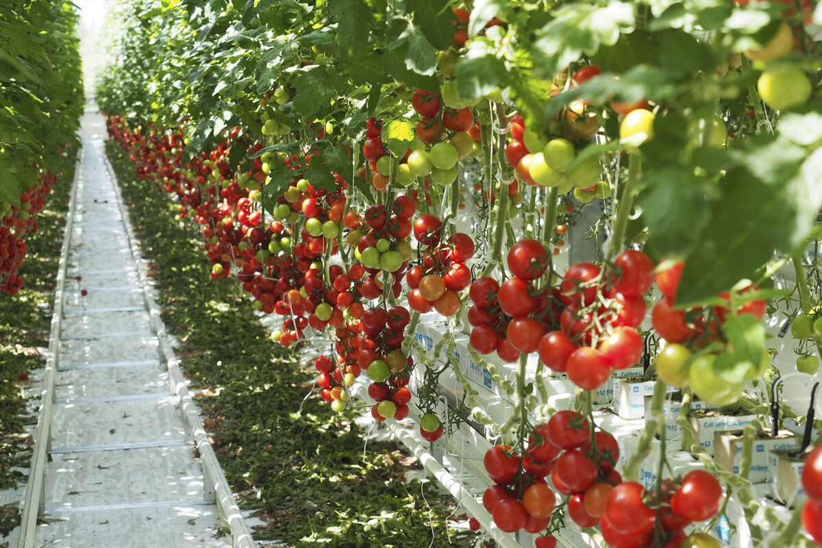 Suomessa keinovalolla kasvatettu tomaatti saattaakin olla vastuullisin valinta