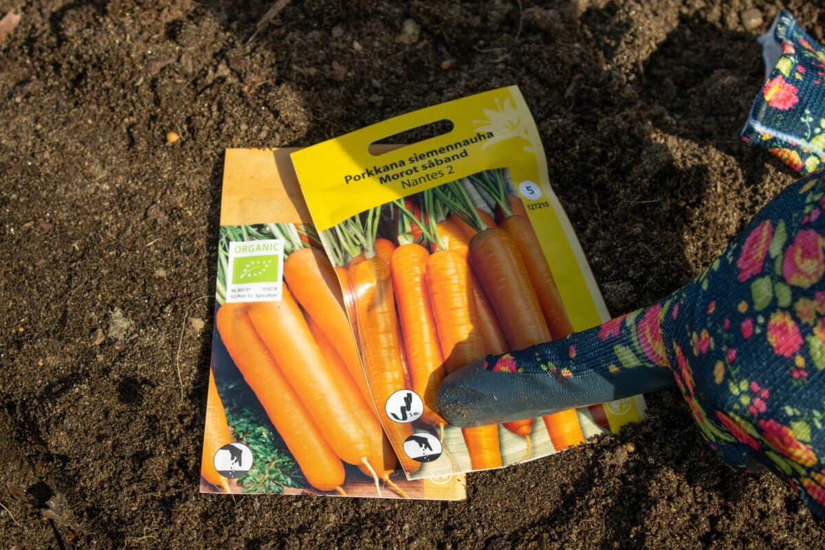 Tiesitkö, että porkkanaa voi viljellä vaikka parvekkeella ja että koristeporkkanasta saa upeat leikkokukat maljakkoon? – Näillä ohjeilla onnistut kasvatuksessa