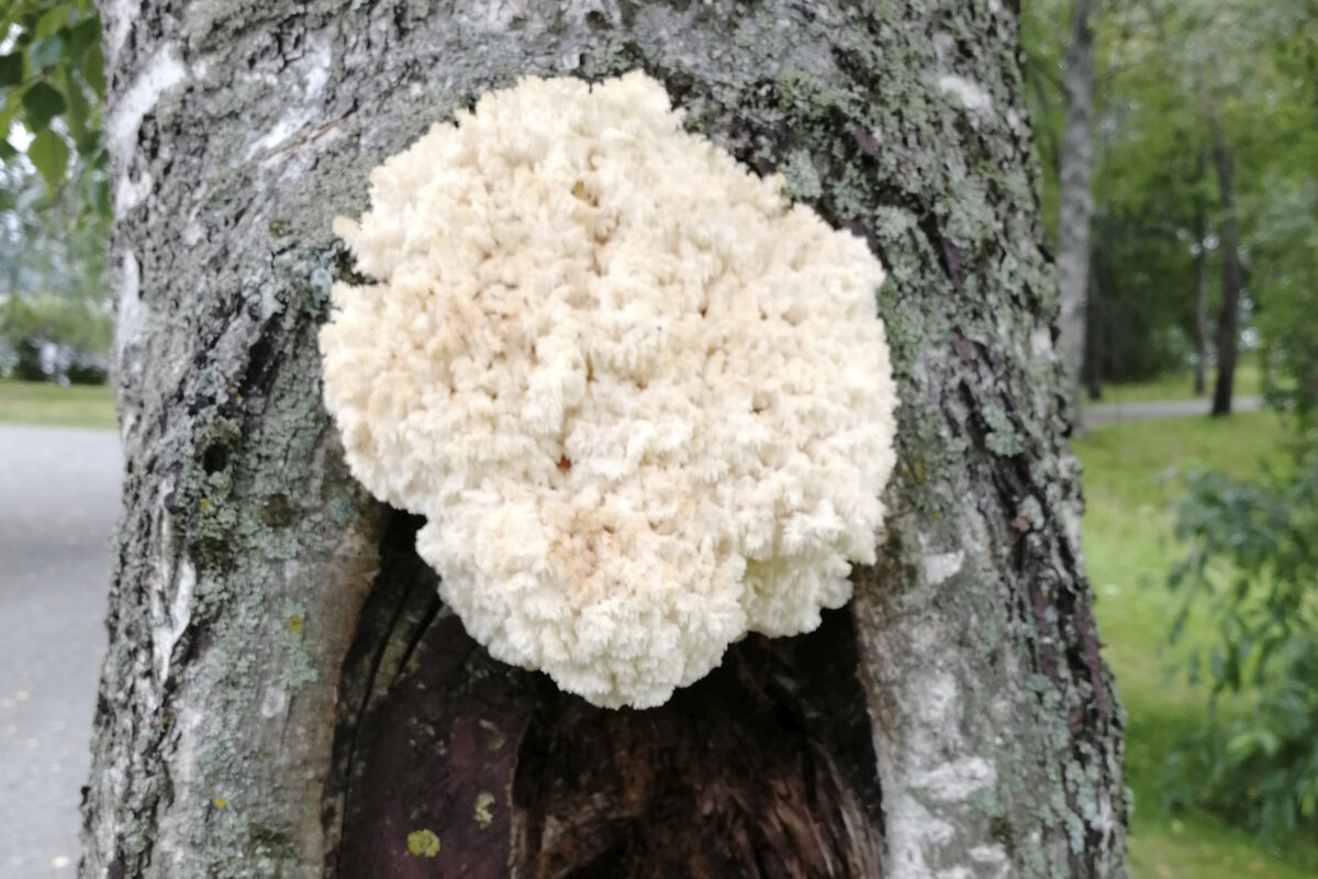 Lukijan kuva: Arboretumin koivussa on jotain erikoista