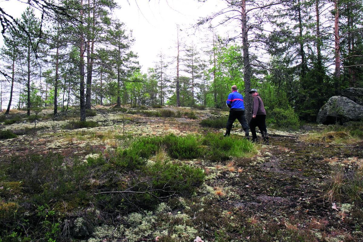 Voimalinja Kummeli-sketsistä tutun Pirunkiven yli, ei yhtään luonnon monimuotoisuuden aluetta – Pirkkalalla paljon kriittistä sanottavaa vaihemaakuntakaavan ehdotuksista