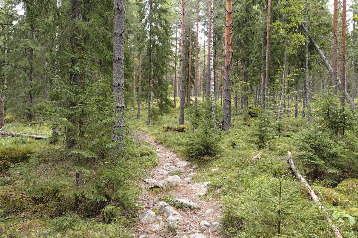 Uutta tietoa Pirkkalan metsiin ilmestyneistä luvattomista majoista – ”Aikuisen ihmisen väsäämiä”