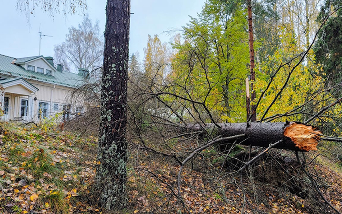 Syysmyräkkä jätti jälkeensä kaatuneita puita Pirkkalassa – Tällä viikolla sää on jotain aivan muuta