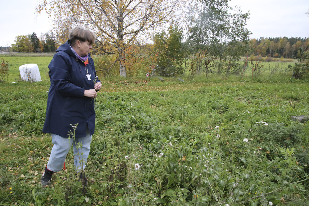 Pirkkalaan on avattu harvinainen niittyhautausmaa – ”On oma hautapaikka, mutta sitä ei tarvitse juurikaan hoitaa”